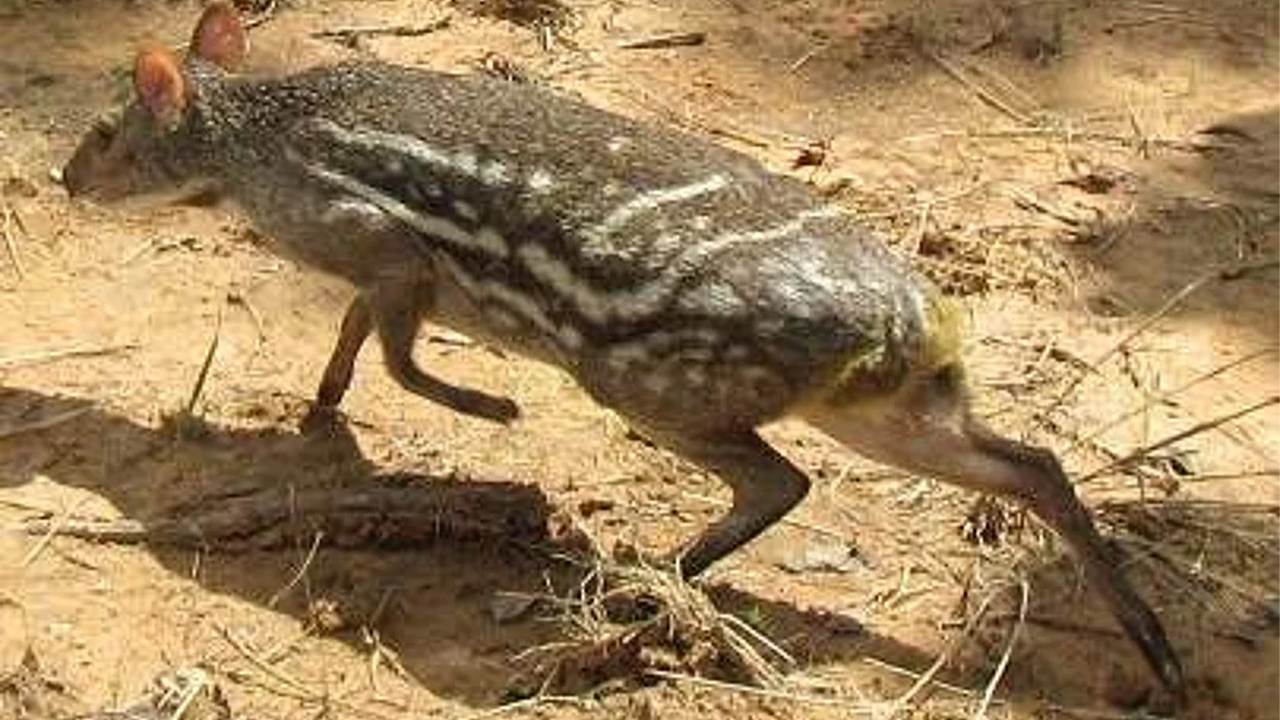 Amrabad Mouse Deer | అమ్రాబాద్ అడవుల్లో చెంగుచెంగున మూషిక జింకలు! Amrabad Mouse Deer | అమ్రాబాద్ అడవుల్లో చెంగుచెంగున మూషిక జింకలు!