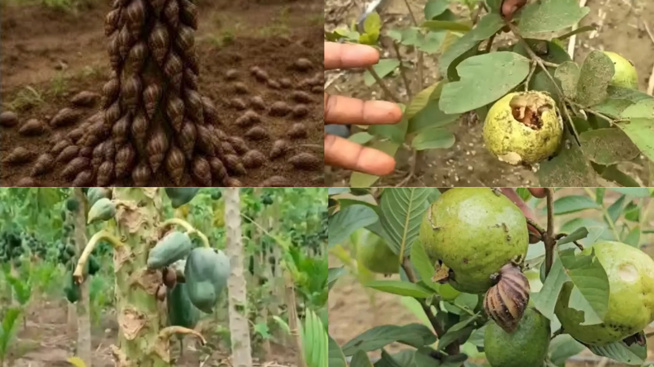 Snails Attack On Crops | ఏనుగులను ఎదురొడ్డారు..నత్తలకు భయపడుతున్నారు: మన్యం రైతుల వింత సమస్య Snails Attack On Crops | ఏనుగులను ఎదురొడ్డారు..నత్తలకు భయపడుతున్నారు: మన్యం రైతుల వింత సమస్య