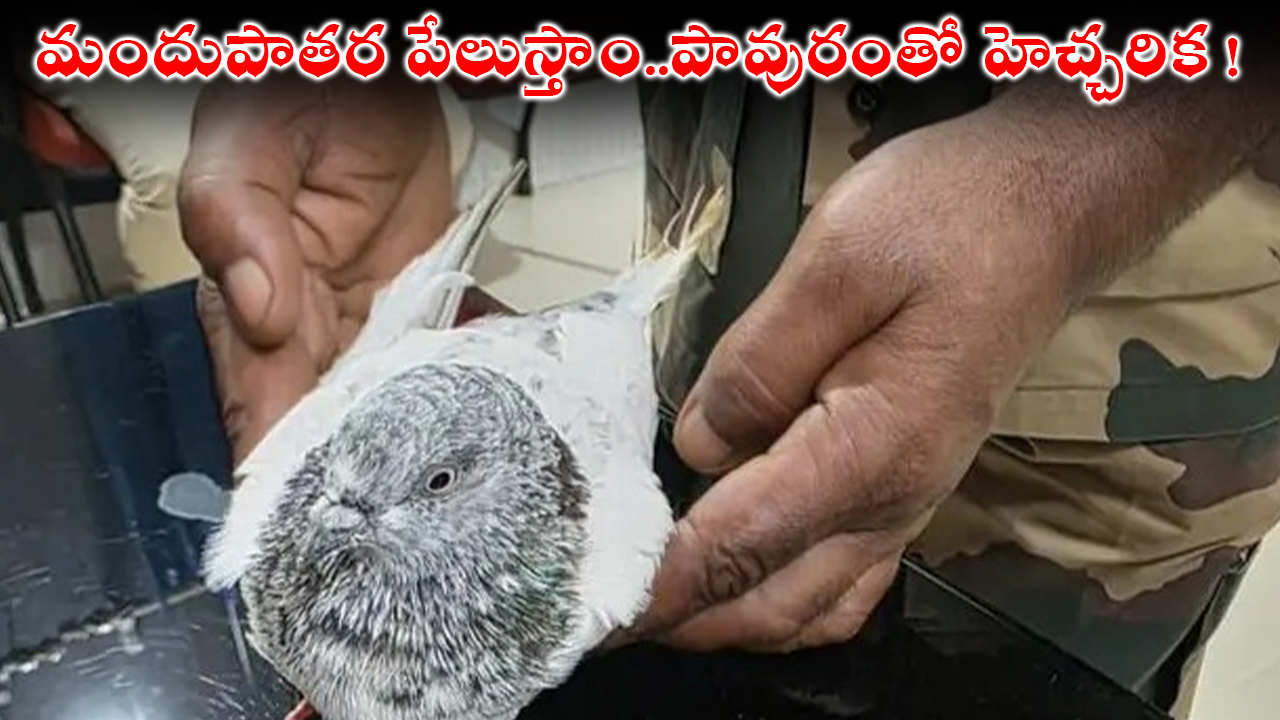Bomb Threat : మందుపాతర పేలుస్తాం..పావురంతో హెచ్చరిక ! Bomb Threat : మందుపాతర పేలుస్తాం..పావురంతో హెచ్చరిక !