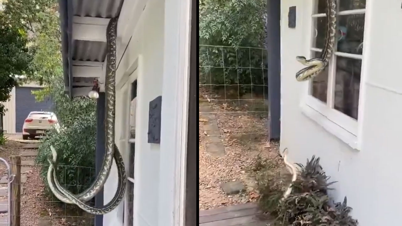 Pythons Fight Viral Video | రెండు కొండ చిలువల భీకరపోరు! రాను.. ఆస్ట్రేలియాకు రాను.. Pythons Fight Viral Video | రెండు కొండ చిలువల భీకరపోరు! రాను.. ఆస్ట్రేలియాకు రాను..