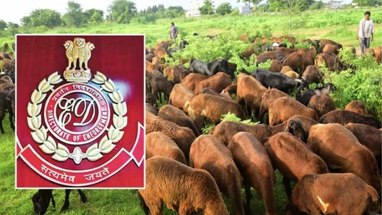 Sheep Distribution Scam Case | ఈడీ : గొర్రెల పంపిణీ స్కామ్ రూ.1000కోట్ల పైనే 
