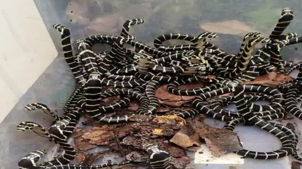 king-cobra-sanctuary-ap-first-in-world