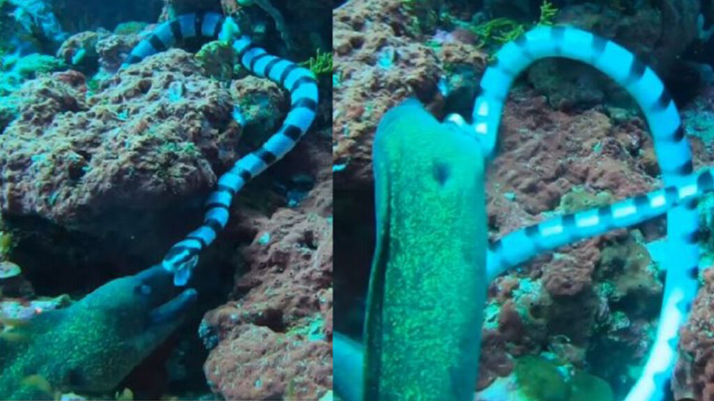 seasnake-eats-moray-eel