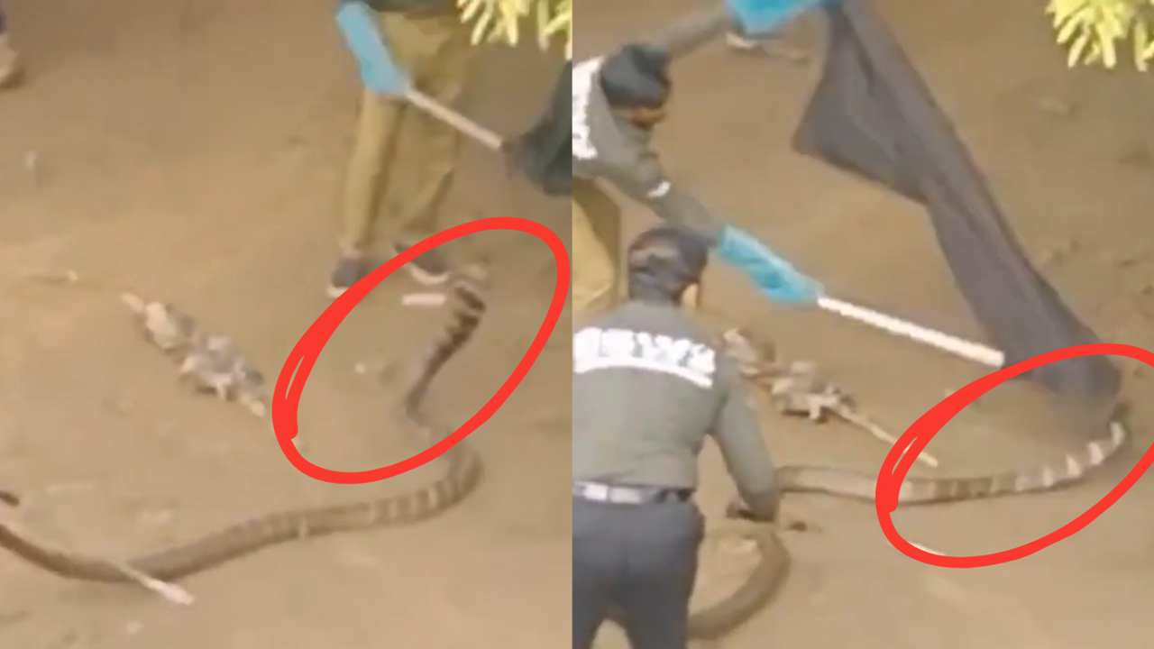 King Cobra : మన్యం జిల్లాలో 16 అడుగుల కింగ్ కోబ్రా హల్చల్ King Cobra : మన్యం జిల్లాలో 16 అడుగుల కింగ్ కోబ్రా హల్చల్