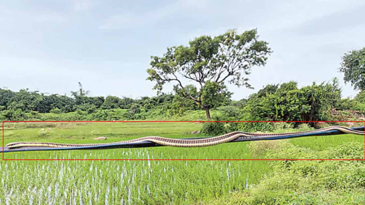 Snake on Electric Wire | విద్యుత్ తీగలపై పాము సయ్యాట.. షాకైన అన్నదాత Snake on Electric Wire | విద్యుత్ తీగలపై పాము సయ్యాట.. షాకైన అన్నదాత