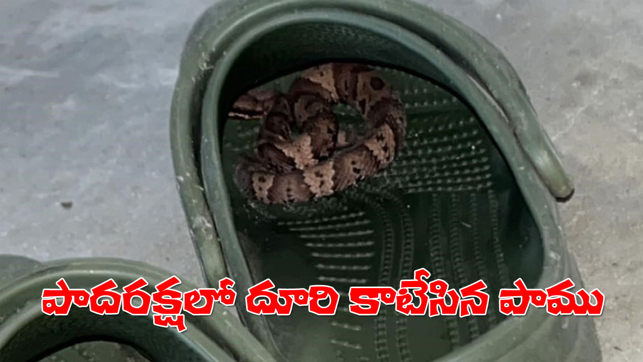Snake Bite | యాక్సిడెంట్తో మొద్దుబారిన కాలు.. షూలో దూరి కాటేసిన పాము.. Snake Bite | యాక్సిడెంట్తో మొద్దుబారిన కాలు.. షూలో దూరి కాటేసిన పాము..