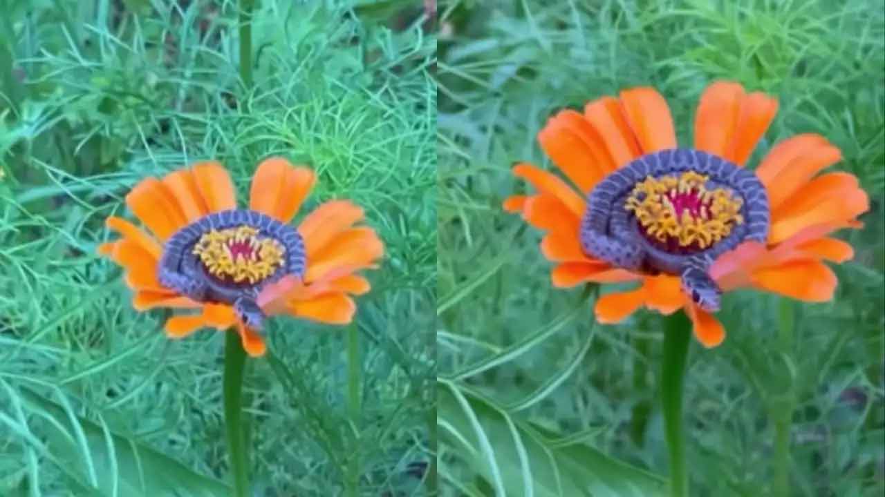 Snake sleep on Flower | బంతి పువ్వుపై పడుకున్న ‘పాము’.. చూస్తే మతి పోవాల్సిందే..! Snake sleep on Flower | బంతి పువ్వుపై పడుకున్న ‘పాము’.. చూస్తే మతి పోవాల్సిందే..!