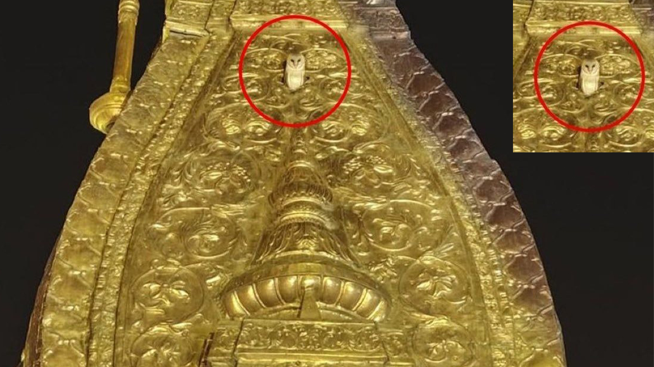 కాశీ విశ్వనాధుని బంగారు శిఖరంపై తెల్ల గుడ్లగూబ..వైరల్ ! కాశీ విశ్వనాధుని బంగారు శిఖరంపై తెల్ల గుడ్లగూబ..వైరల్ !