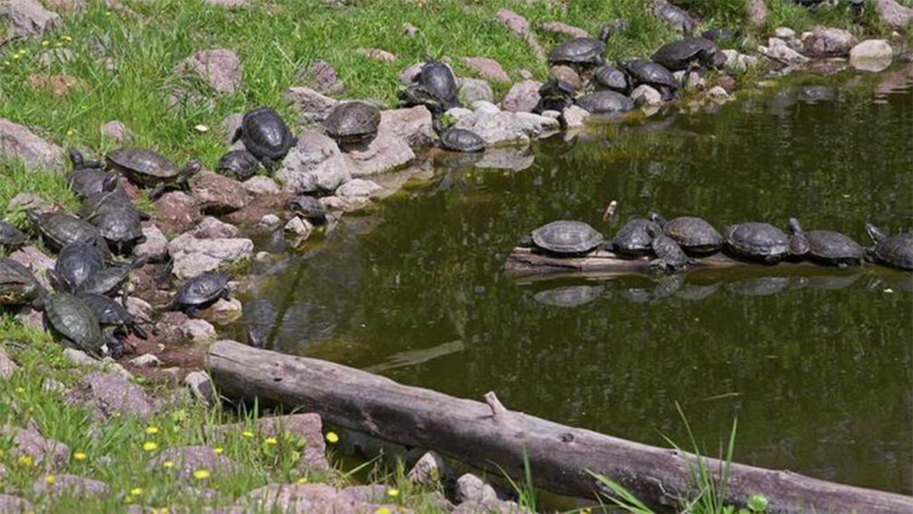 turtle-circle-meeting-nature-viral-video