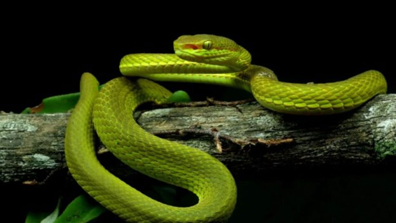 Harry Potter Snake | బీహార్ ఎమ్మెల్యే వంటింట్లో కనిపించిన హ్యారీపోటర్ సినిమాలోని ఆకుపచ్చపాము! Harry Potter Snake | బీహార్ ఎమ్మెల్యే వంటింట్లో కనిపించిన హ్యారీపోటర్ సినిమాలోని ఆకుపచ్చపాము!