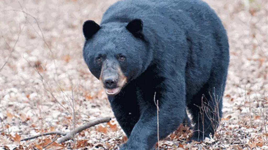 Bear enters into panchayat office in srikakulam