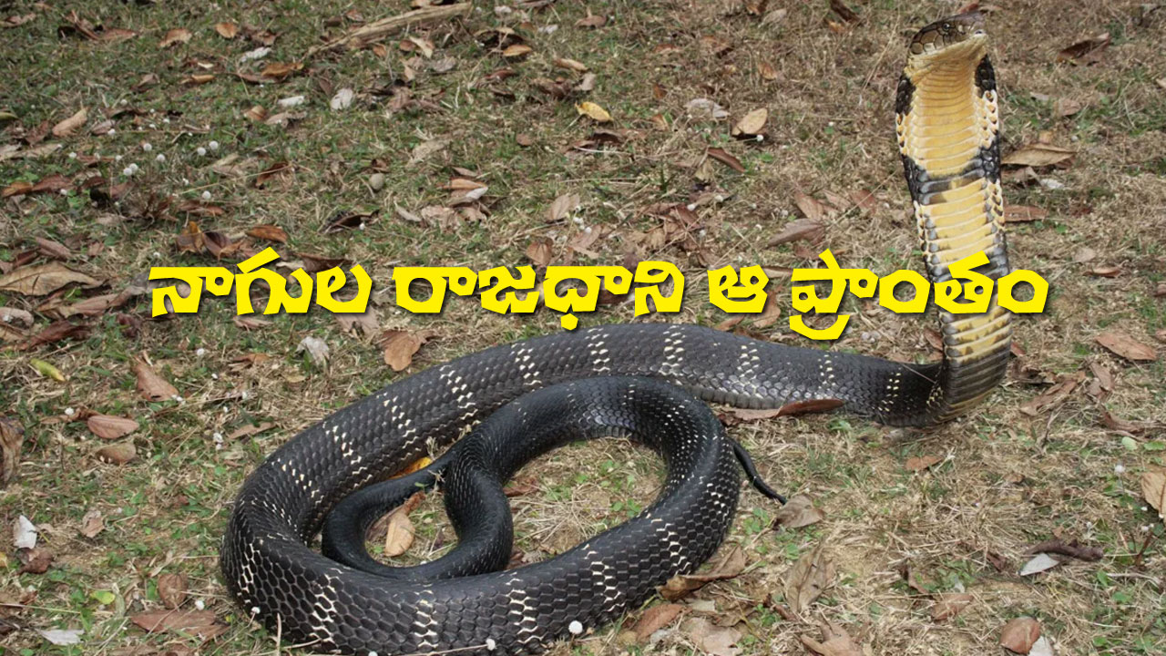 Cobra Capital of India | భారతదేశపు కింగ్ కోబ్రాల రాజధాని ఎక్కడుందో తెలుసా? Cobra Capital of India | భారతదేశపు కింగ్ కోబ్రాల రాజధాని ఎక్కడుందో తెలుసా?