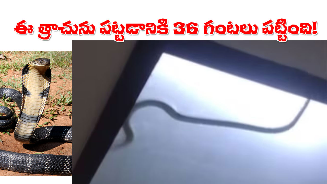 36 Hour Cobra Siege | ఇంటి సీలింగ్లో నల్ల త్రాచు.. బంధించడానికి 36 గంటలు పట్టింది! 36 Hour Cobra Siege | ఇంటి సీలింగ్లో నల్ల త్రాచు.. బంధించడానికి 36 గంటలు పట్టింది!