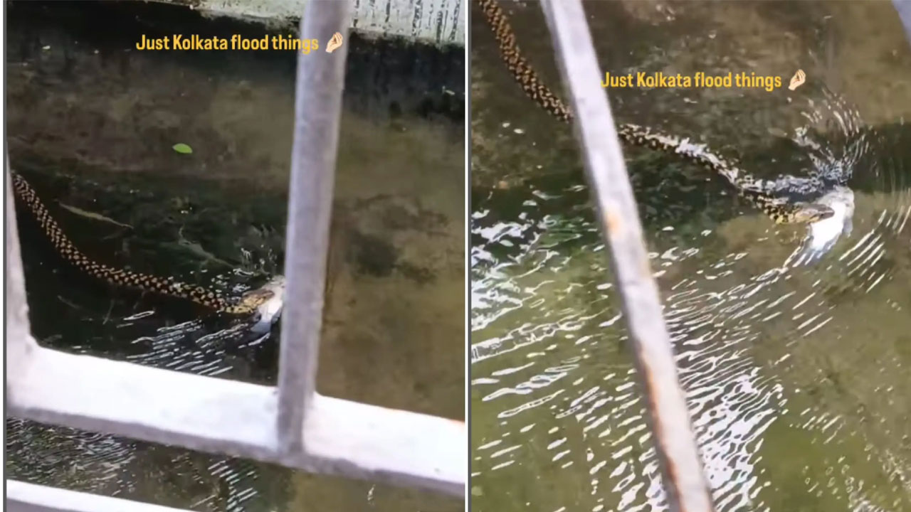 Snake Swimming video viral | ఆ పాము కచ్చితంగా బెంగాలీయే! కావాలంటే వీడియో చూడండి! Snake Swimming video viral | ఆ పాము కచ్చితంగా బెంగాలీయే! కావాలంటే వీడియో చూడండి!