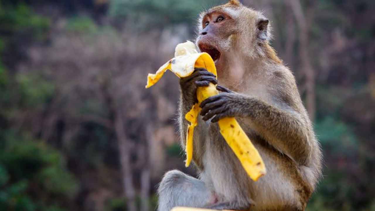Monkeys | కోతులకు ఆహారం పెడితే.. రూ. 5 వేల జరిమానా కట్టాల్సిందే.. Monkeys | కోతులకు ఆహారం పెడితే.. రూ. 5 వేల జరిమానా కట్టాల్సిందే..