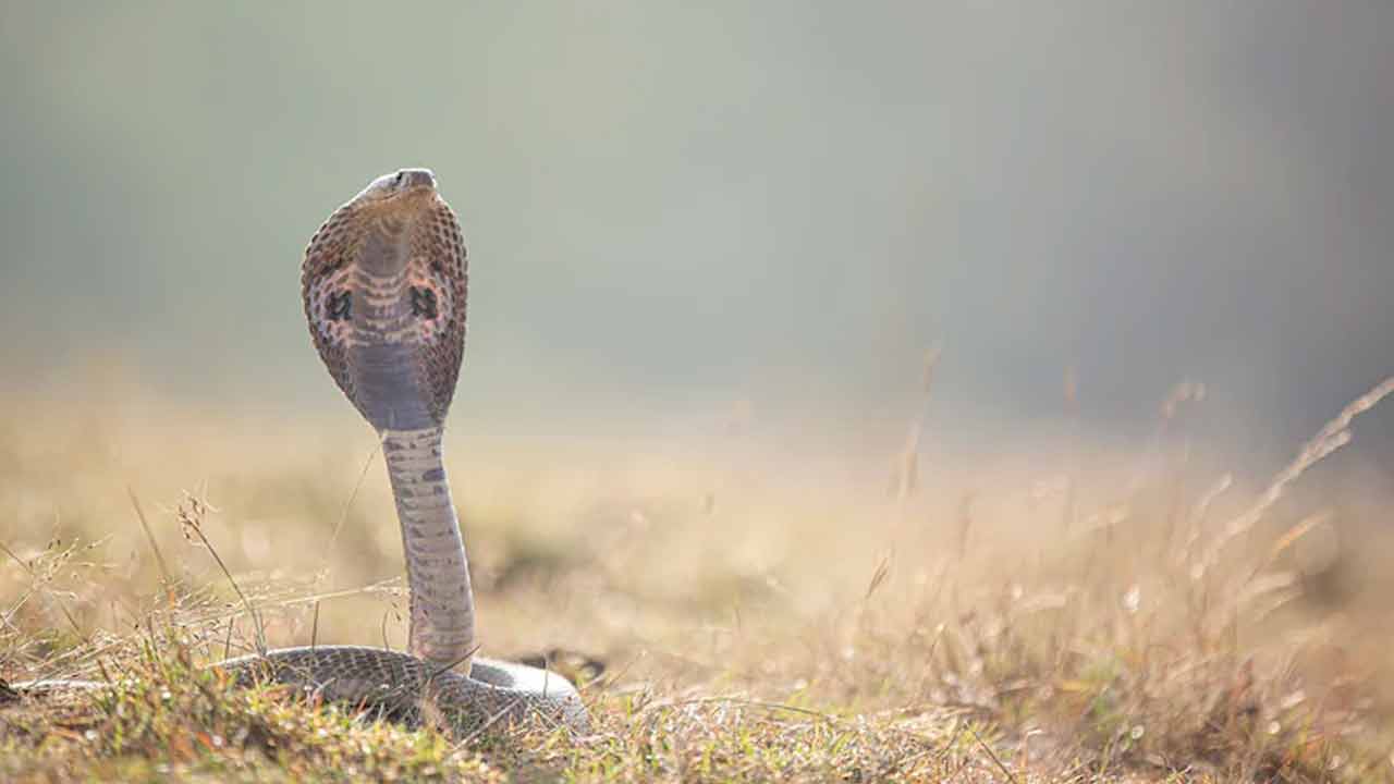 Snake Bite | అర్ధరాత్రి వేళ అక్కాచెల్లెళ్లకు పాముకాటు.. తల్లిదండ్రుల నిర్లక్ష్యంతో మృతి Snake Bite | అర్ధరాత్రి వేళ అక్కాచెల్లెళ్లకు పాముకాటు.. తల్లిదండ్రుల నిర్లక్ష్యంతో మృతి