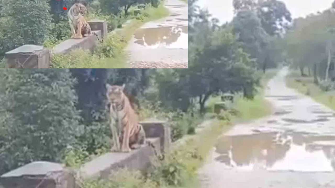 Tiger roadside video| వామ్మో.. రోడ్డు పక్కన మాటేసిన పెద్దపులి Tiger roadside video| వామ్మో.. రోడ్డు పక్కన మాటేసిన పెద్దపులి