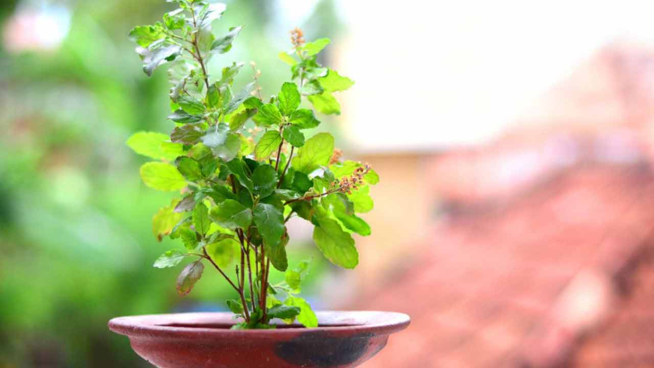 Vastu Tips | ఈ ఐదు మీ ఇంట్లో ఉంటే.. సంపద, సంతోషానికి కొదవ ఉండదట..! Vastu Tips | ఈ ఐదు మీ ఇంట్లో ఉంటే.. సంపద, సంతోషానికి కొదవ ఉండదట..!