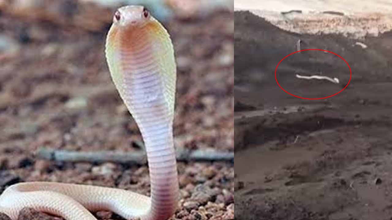 White Cobra | నల్లటి బొగ్గు గనుల్లో మెరిసిపోయిన తెల్లటి శ్వేతనాగు.. వీడియో White Cobra | నల్లటి బొగ్గు గనుల్లో మెరిసిపోయిన తెల్లటి శ్వేతనాగు.. వీడియో