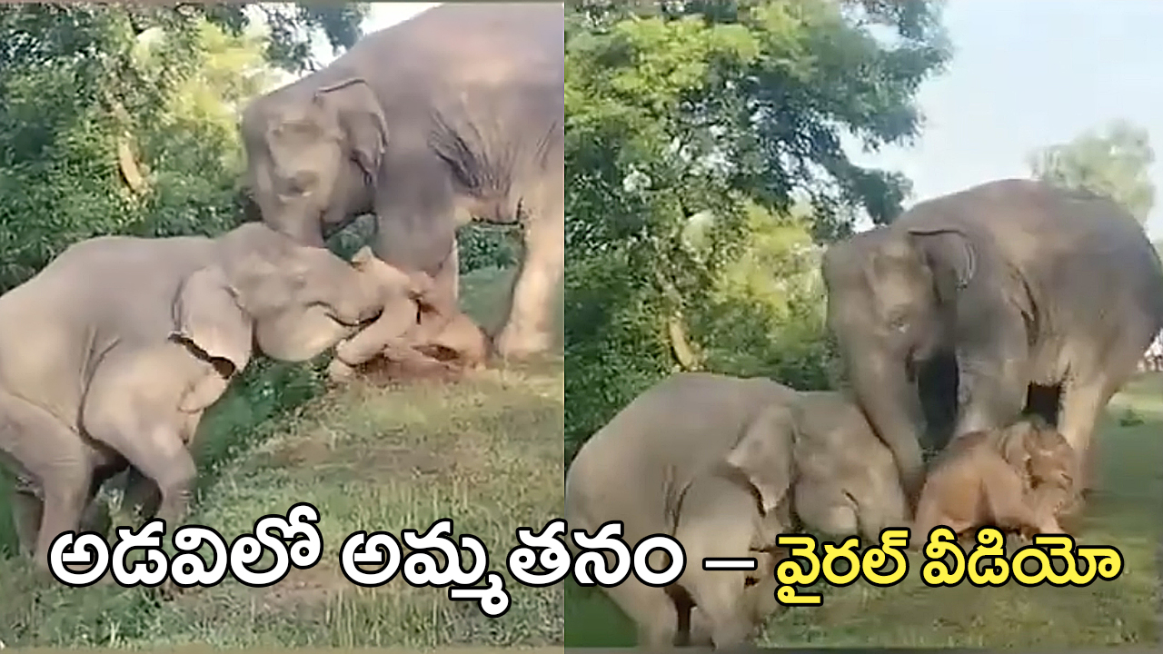 Elephant calf Video | అడవిలో అమ్మతనపు గొప్పతనం – వైరల్ వీడియో Elephant calf Video | అడవిలో అమ్మతనపు గొప్పతనం – వైరల్ వీడియో