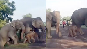 Mother Elephant Rescues Stuck Calf in Heartwarming Viral Video | Forest Officer Shares Rare Moment