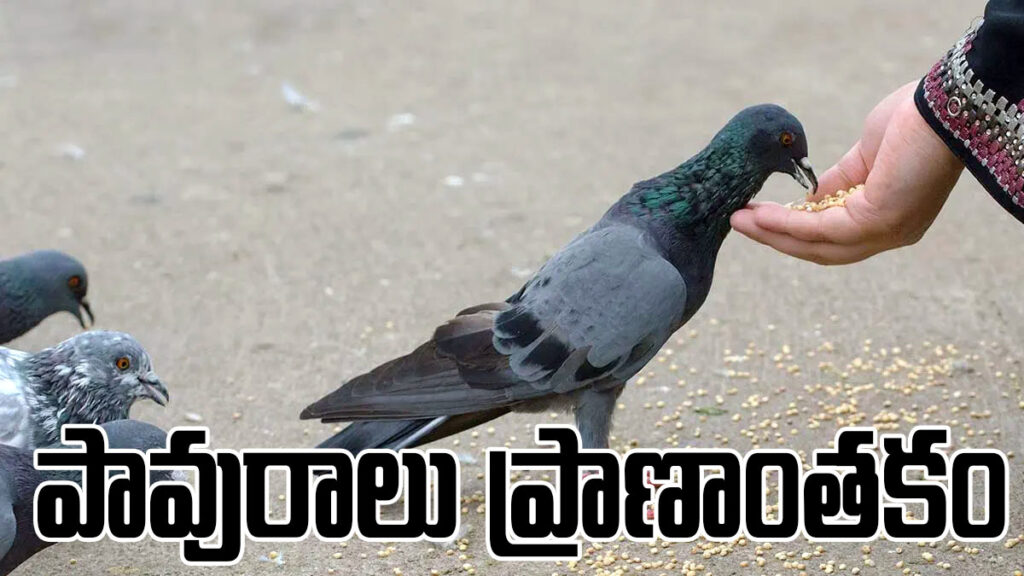 The Hidden Danger Behind Feeding Pigeons in Cities