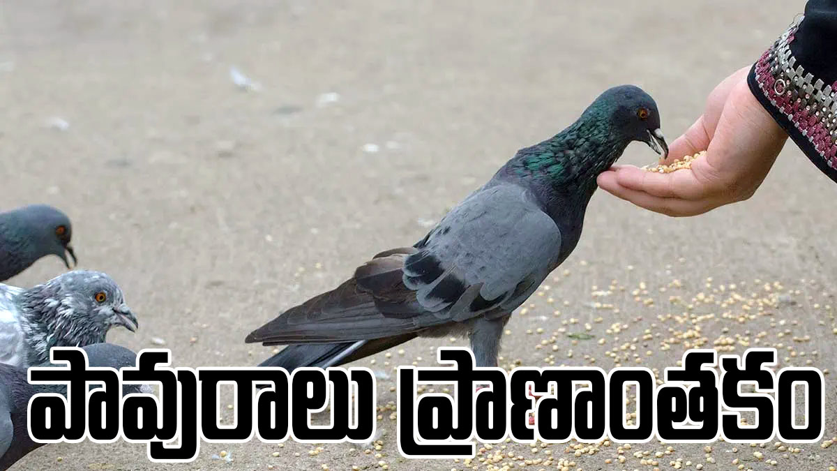 The Hidden Danger Behind Feeding Pigeons in Cities