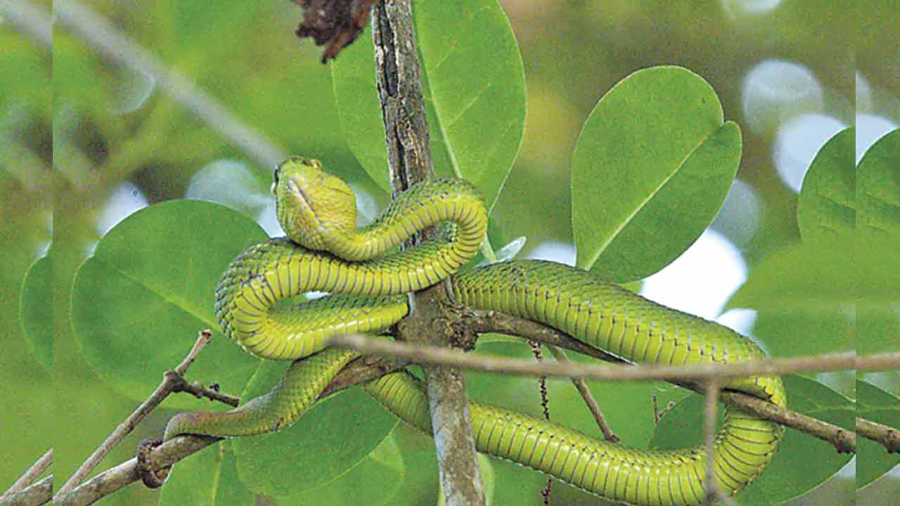 Spot-tailed Pitviper | అరుదైన పాము.. పగలంతా నిద్రపోయి.. రాత్రి వేళనే కాటేస్తుంది..! Spot-tailed Pitviper | అరుదైన పాము.. పగలంతా నిద్రపోయి.. రాత్రి వేళనే కాటేస్తుంది..!