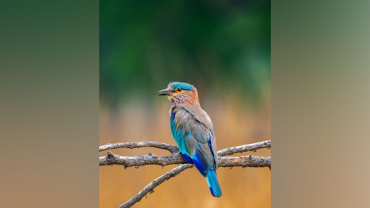 Indian Roller : ‘పాలపిట్ట’..అంతరించిపోతున్న పక్షి జాతుల జాబితాలోకి! Indian Roller : ‘పాలపిట్ట’..అంతరించిపోతున్న పక్షి జాతుల జాబితాలోకి!