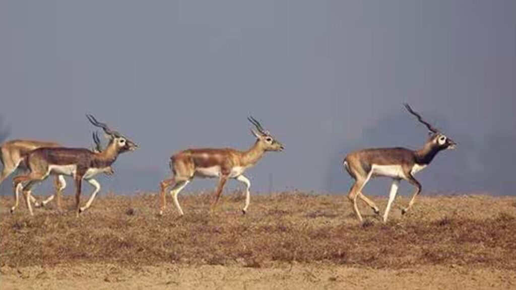 Madhya Pradesh Uses Helicopter Tecchnique To Capture Blackbucks