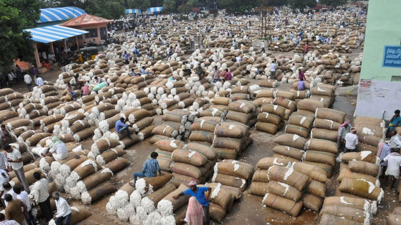 Cotton farmer | పత్తి రైతు మెడపై తేమ కత్తి..అన్నదాత జీవితాలతో చెలగాటం! Cotton farmer | పత్తి రైతు మెడపై తేమ కత్తి..అన్నదాత జీవితాలతో చెలగాటం!