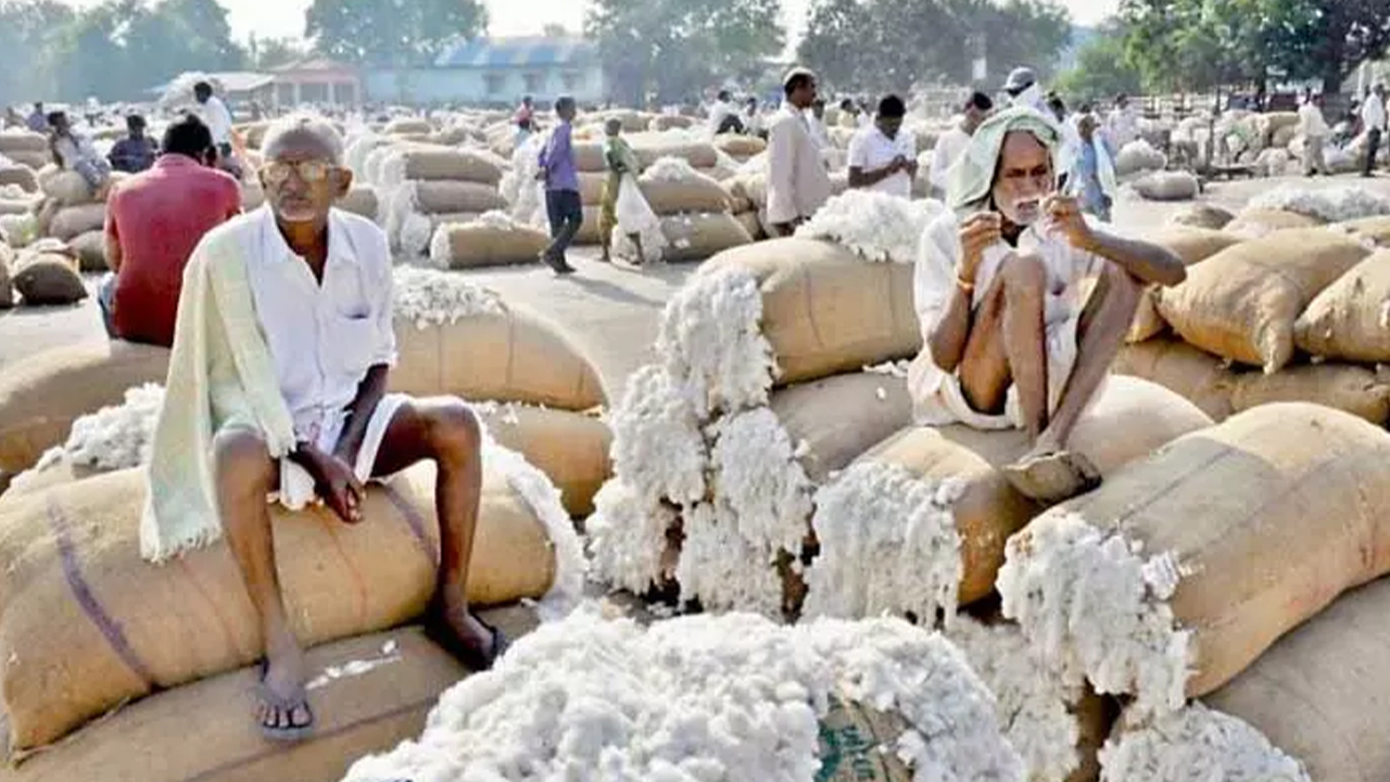 cci-cotton-procurement-starts-from-october-21-kodandareddy-warns-farmers
