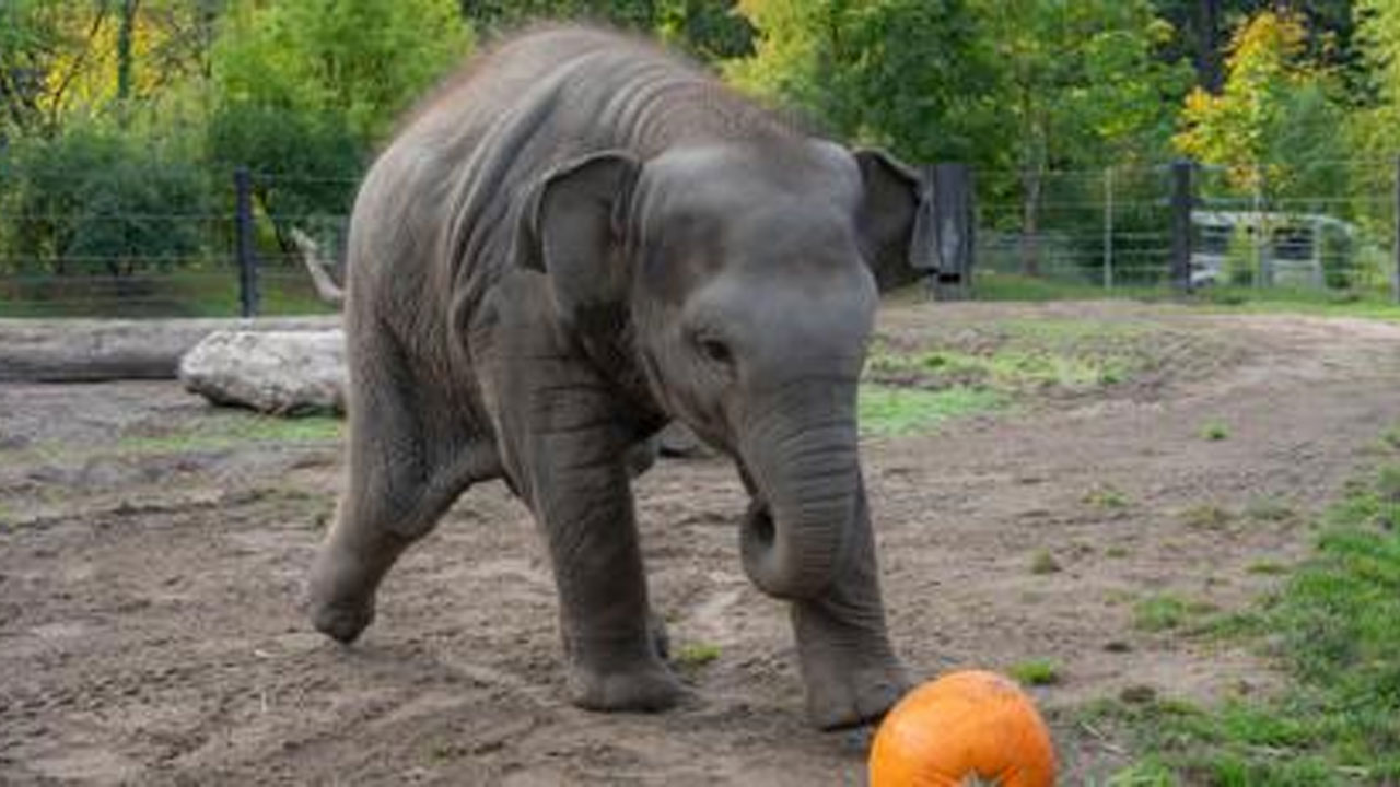 Elephant Calf Plays With Pumpkin : గుమ్మడికాయతో ఫుట్బాల్ ఆడిన ఏనుగు.. వీడియో వైరల్ Elephant Calf Plays With Pumpkin : గుమ్మడికాయతో ఫుట్బాల్ ఆడిన ఏనుగు.. వీడియో వైరల్