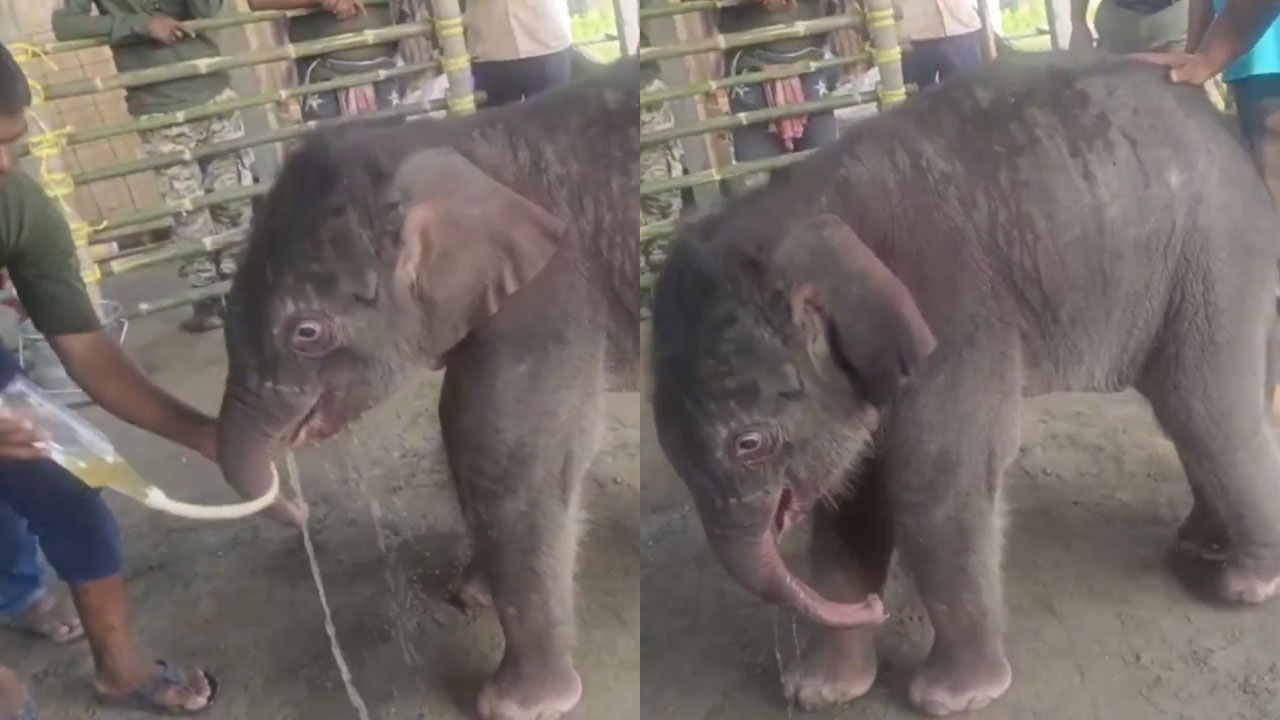 Baby Elephant Rejected By Mother | పాపం పిల్ల ఏనుగులు..తల్లి వద్దంది! Baby Elephant Rejected By Mother | పాపం పిల్ల ఏనుగులు..తల్లి వద్దంది!