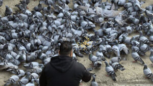 The Hidden Danger Behind Feeding Pigeons in Cities