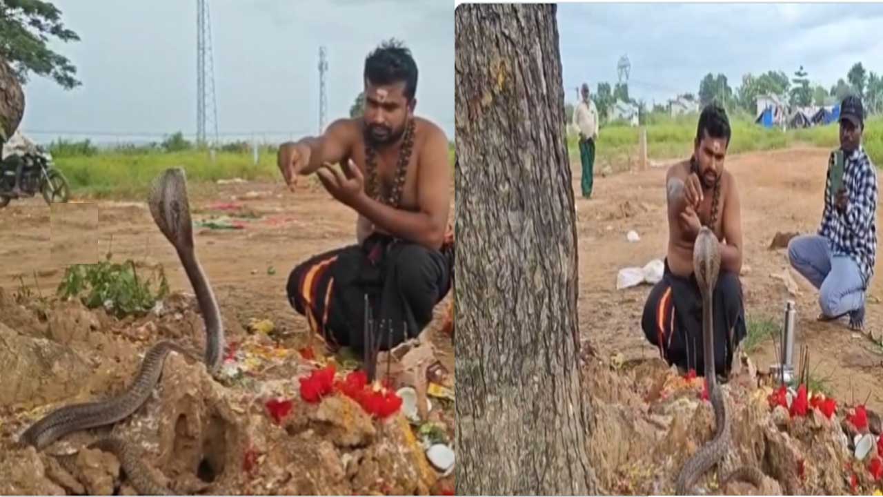 పుట్టకు పూజలు..నాగయ్య ప్రత్యక్షం