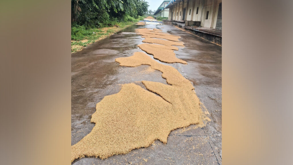 nalgonda-unseasonal-rain-paddy-damaged-ikp-centers-farmers-loss-telangana