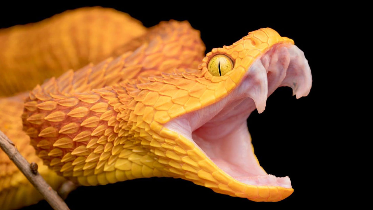 Tim Friede 200 Snakebites Antivenom | 200కుపైగా పాములతో కాట్లు వేయించుకున్న మనిషి.. ఎందుకు? ఏమిటి? ఎలా? Tim Friede 200 Snakebites Antivenom | 200కుపైగా పాములతో కాట్లు వేయించుకున్న మనిషి.. ఎందుకు? ఏమిటి? ఎలా?
