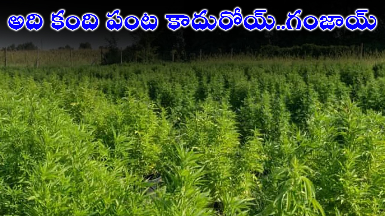 Ganja Cultivation In Sangareddy | అది కంది పంట కాదురోయ్..గంజాయ్ Ganja Cultivation In Sangareddy | అది కంది పంట కాదురోయ్..గంజాయ్