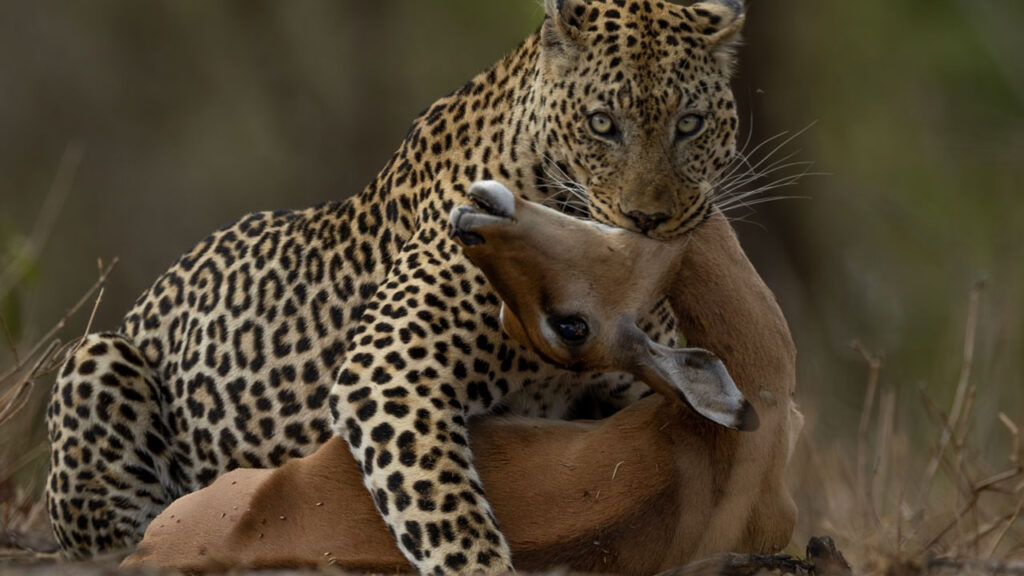 leopard hunting deer