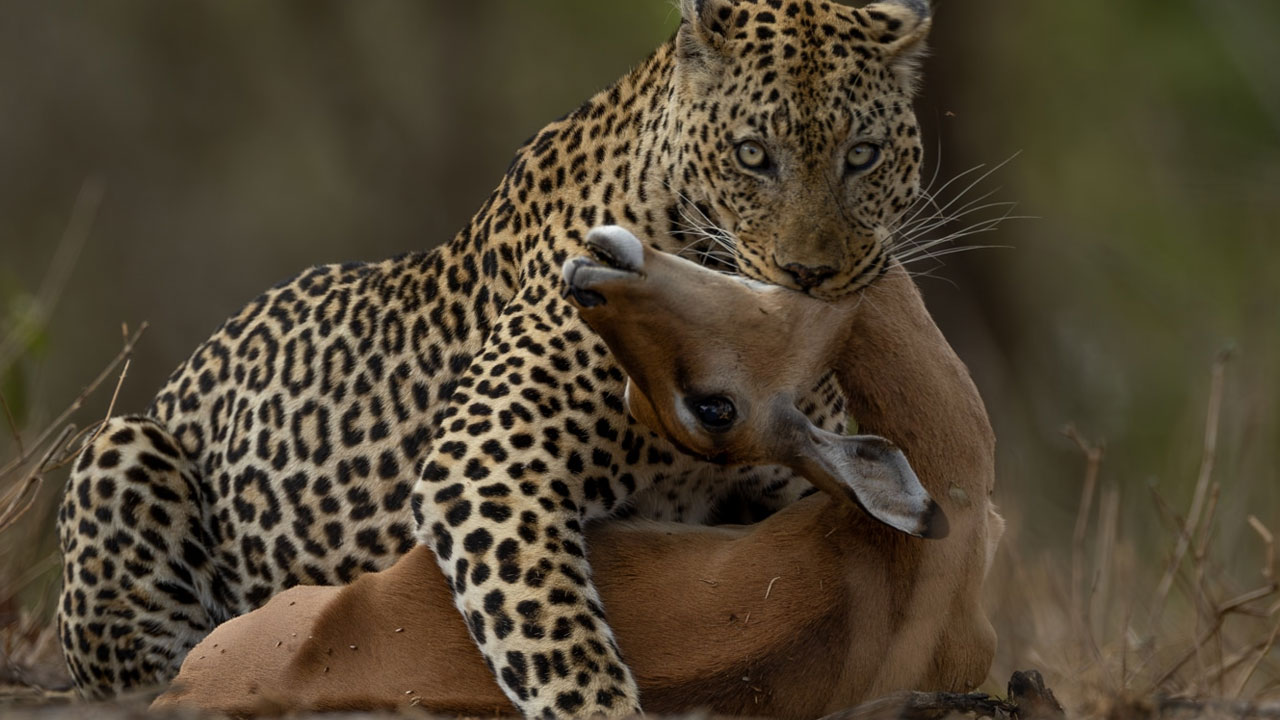 Leopard Hunting Deer : ఇది కదా వేట అంటే..చిరుత హంటింగ్ చూడాల్సిందే! Leopard Hunting Deer : ఇది కదా వేట అంటే..చిరుత హంటింగ్ చూడాల్సిందే!