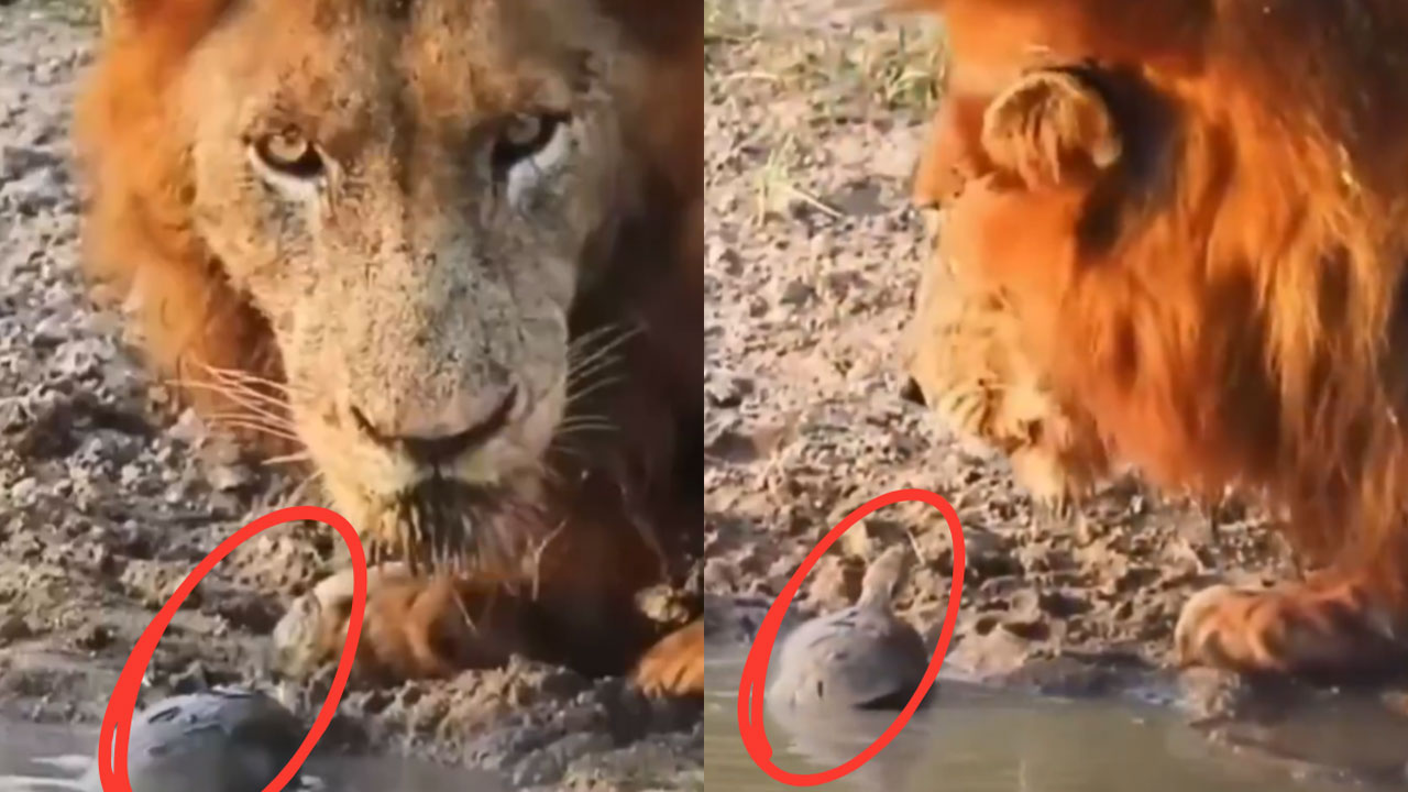 Tortoise Stops Lion From Drinking Water | సింహం సహనానికి తాబేలు పరీక్ష Tortoise Stops Lion From Drinking Water | సింహం సహనానికి తాబేలు పరీక్ష