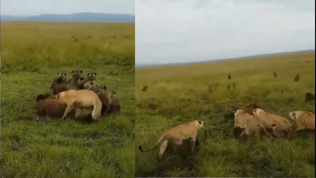 Lions vs Hyenas Battle| హైనాల గుంపుతో సింహాల దండు పోరు వైరల్ Lions vs Hyenas Battle| హైనాల గుంపుతో సింహాల దండు పోరు వైరల్