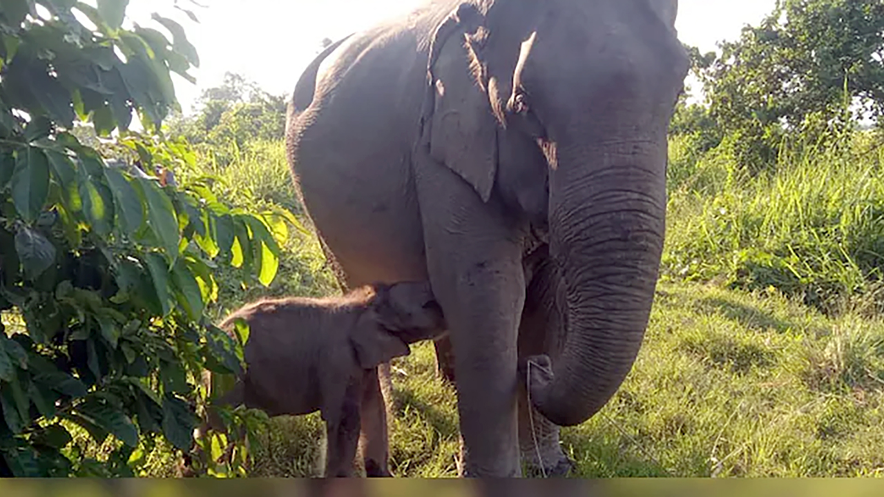 Kaziranga Elephant Calf | “మాయాబిని” – కాజిరంగాలో పుట్టిన జీవం, ప్రేమ, ఆశకు కొత్త పేరు Kaziranga Elephant Calf | “మాయాబిని” – కాజిరంగాలో పుట్టిన జీవం, ప్రేమ, ఆశకు కొత్త పేరు
