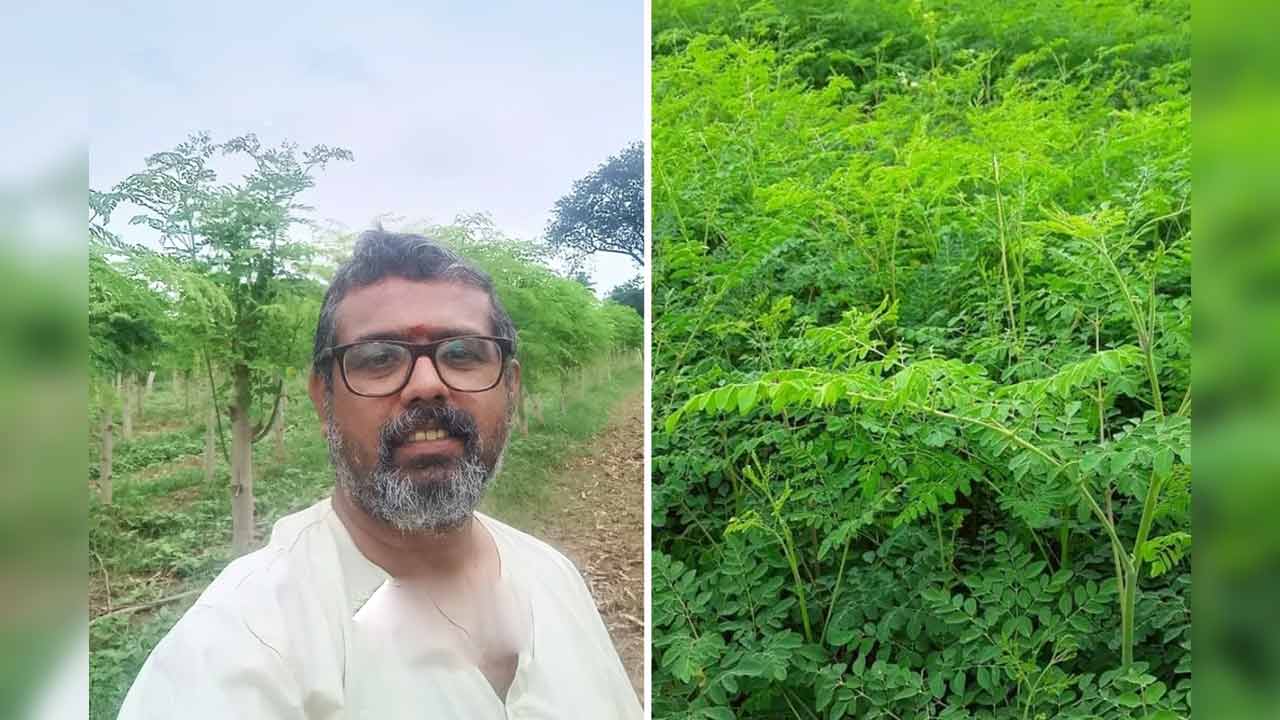 Moringa Farm | బంజరు భూమిలో బంగారం పండిస్తున్న రైతు.. ఏడాదికి రూ. 40 లక్షల టర్నోవర్..! Moringa Farm | బంజరు భూమిలో బంగారం పండిస్తున్న రైతు.. ఏడాదికి రూ. 40 లక్షల టర్నోవర్..!