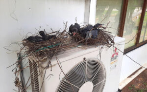 Experts Urge Citizens: Stop Feeding Pigeons, Start Protecting Health