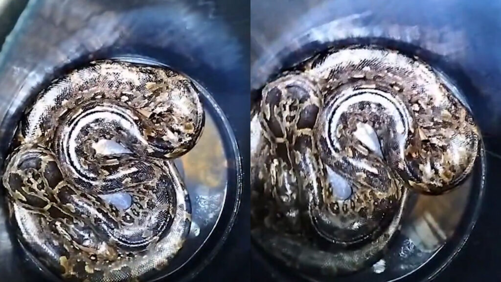 Cyclone Effect Snakes Enter Homes