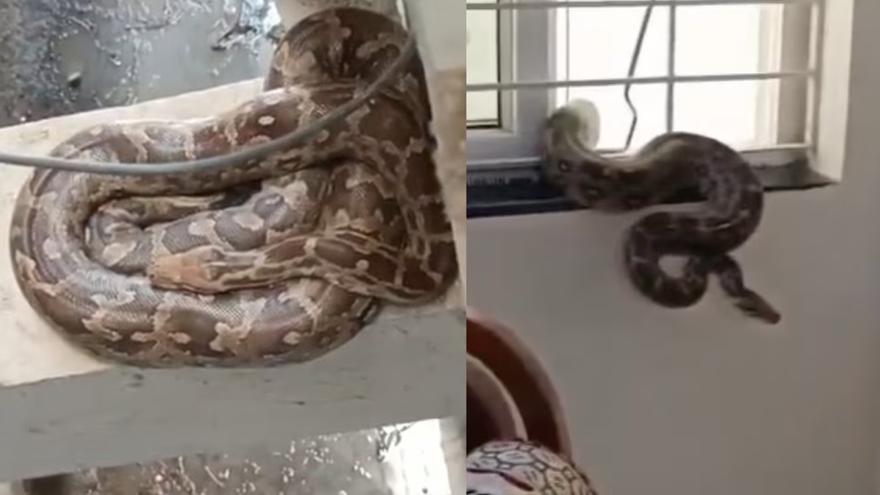 Python In Bachupally Apartment | అపార్ట్ మెంట్ లోకి భారీ కొండ చిలువ