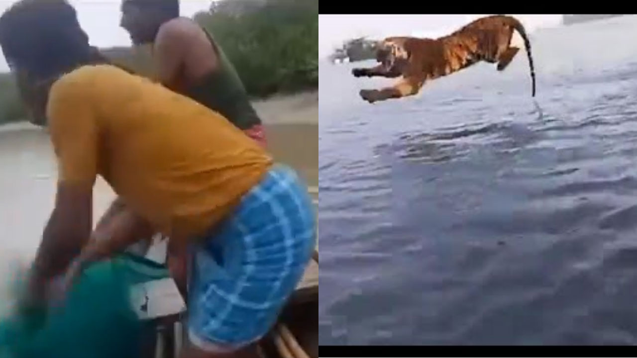 Tiger Attack On Fisherman : చేపలు పడుతుండగా..పులిదాడి వైరల్ Tiger Attack On Fisherman : చేపలు పడుతుండగా..పులిదాడి వైరల్