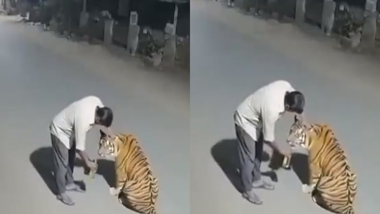Drunk man offers liquor to tiger